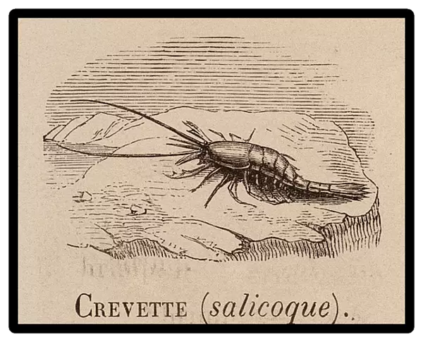 Le Vocabulaire Illustre: Crevette (salicoque); Shrimp; Taschenkrebs (engraving)