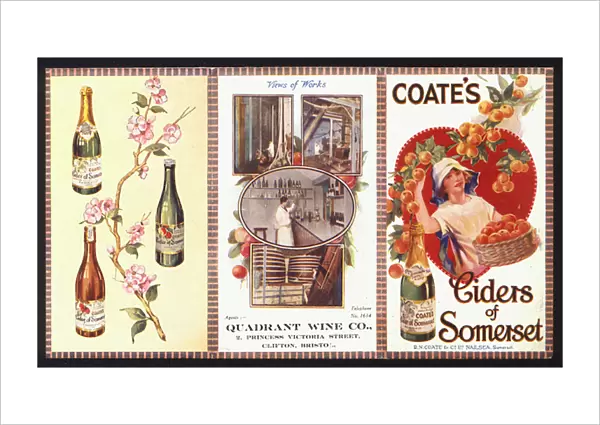 Advertisement for Coates ciders (colour litho)