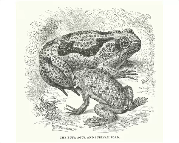 South America: The Bufa agua and Surinam toad (engraving)