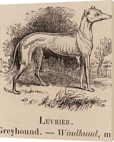 Le Vocabulaire Illustre: Levrier; Greyhound; Windhund (engraving)