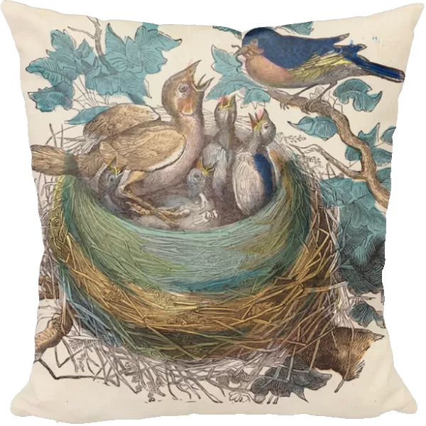 Bird feeding its young in the nest (coloured engraving)
