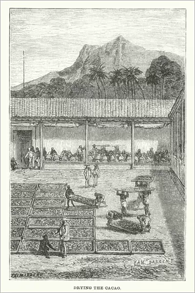 South America: Drying the cacao (engraving)