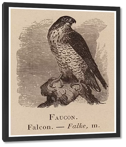 Le Vocabulaire Illustre: Faucon; Falcon; Falke (engraving)