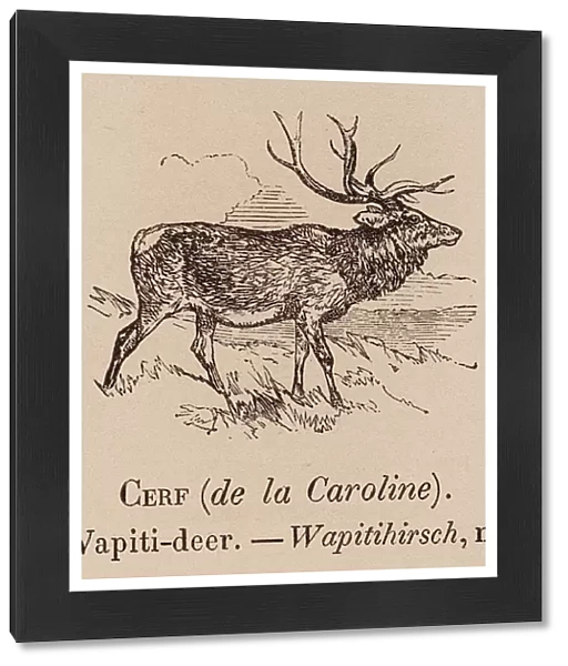 Le Vocabulaire Illustre: Cerf (de la Caroline); Wapiti-deer; Wapitihirsch (engraving)