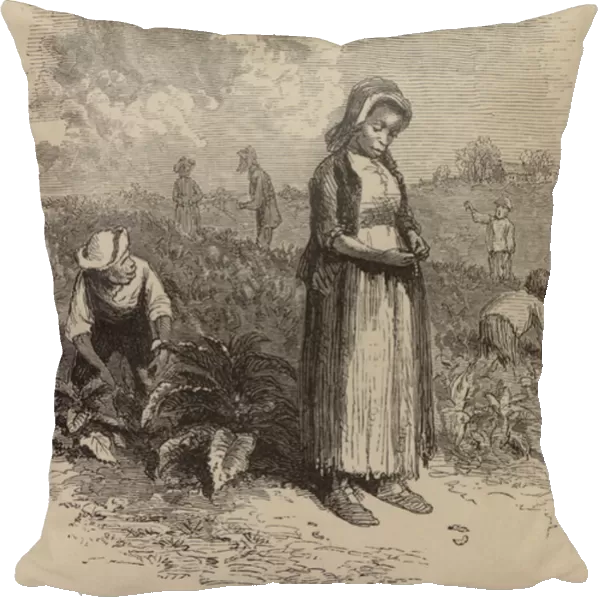 Scene on a Tobacco Plantation, Finding Tobacco-Worms (engraving)