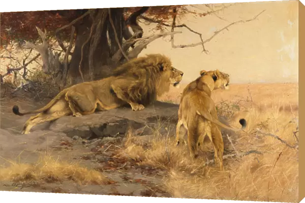 A lion and a lioness in the Savannah, 1912 (oil on canvas)