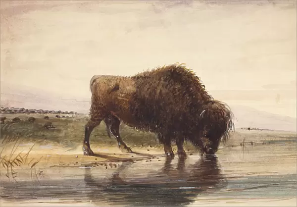 Bull Buffalo, c. 1837 (w  /  c on paper)