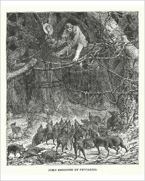South America: John besieged by peccaries (engraving)