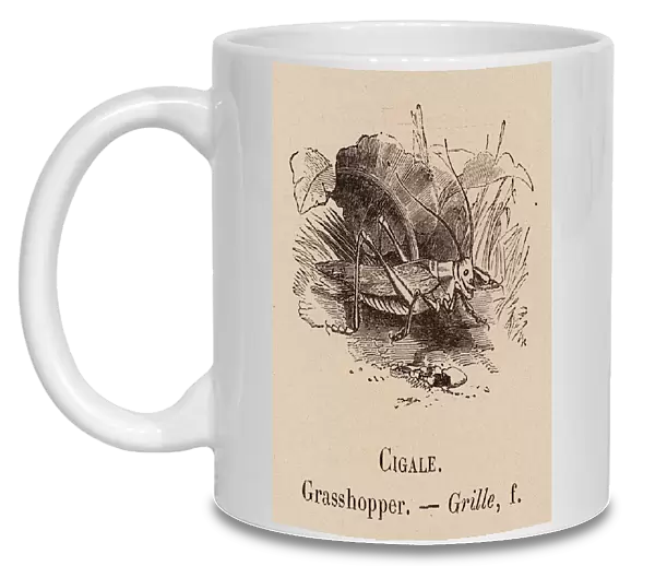 Le Vocabulaire Illustre: Cigale; Grasshopper; Grille (engraving)