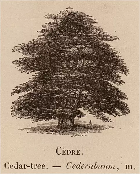 Le Vocabulaire Illustre: Cedre; Cedar-tree; Cedernbaum (engraving)