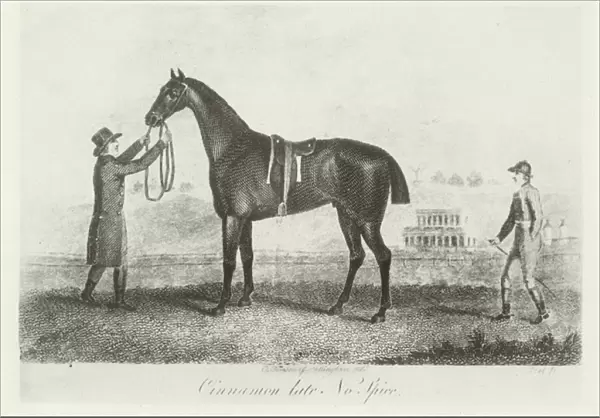 Cinnamon, foaled 1797 (b  /  w photo)