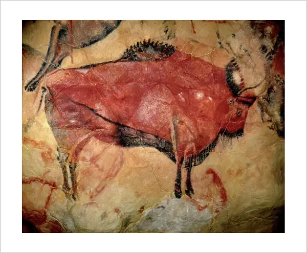 Prehistoire, art du Paleolithique superieur : un bison ou auroch, peinture parietale dans la grotte d Altamira (Espagne), charbon et ocre rouge, entre 35 000 et 11 000 avant JC - Art of the Upper Paleolithic - Painting in the cave of Altamira