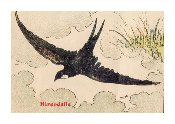 ALPHABET OF BIRDS for... H: Swallow, circa 1925 (illustration)