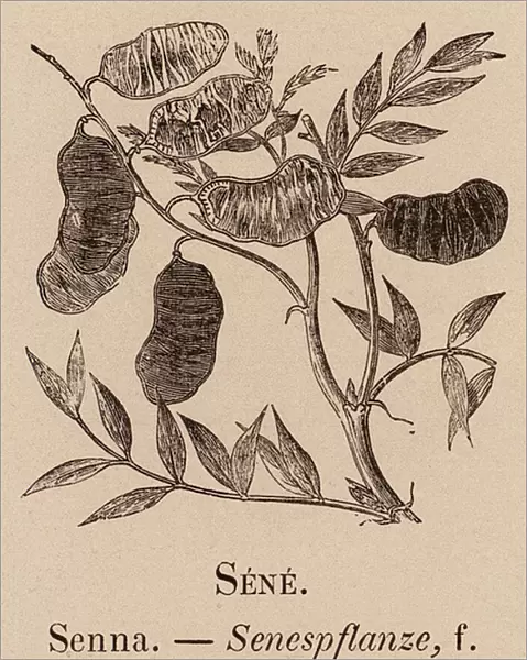 Le Vocabulaire Illustre: Sene; Senna; Senespflanze (engraving)