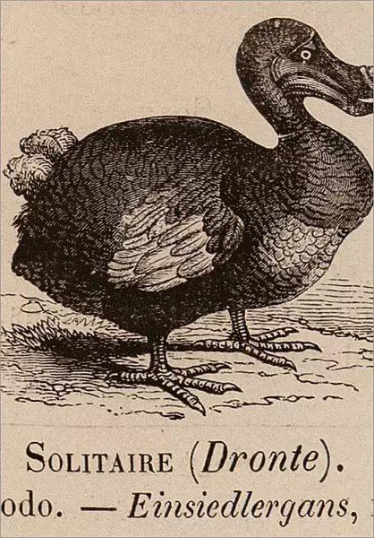 Le Vocabulaire Illustre: Solitaire (Dronte); Dodo; Einsiedlergans (engraving)