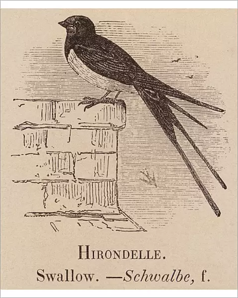 Le Vocabulaire Illustre: Hirondelle; Swallow; Schwalbe (engraving)