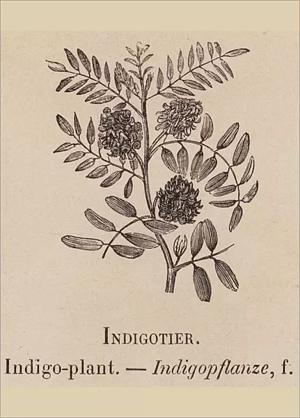 Le Vocabulaire Illustre: Indigotier; Indigo-plant; Indigopflanze (engraving)