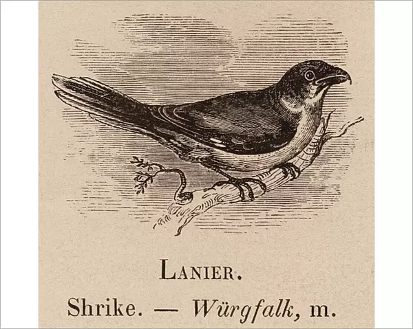 Le Vocabulaire Illustre: Lanier; Shrike; Wurgfalk (engraving)