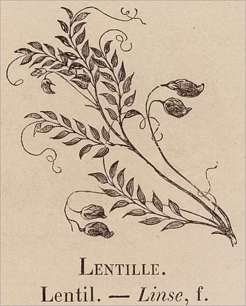 Le Vocabulaire Illustre: Lentille; Lentil; Linse (engraving)