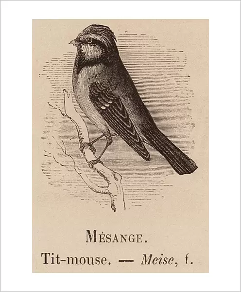 Le Vocabulaire Illustre: Mesange; Tit-mouse; Meise (engraving)