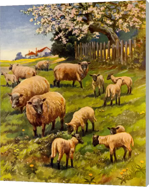 Ewes and Lambs (colour litho)