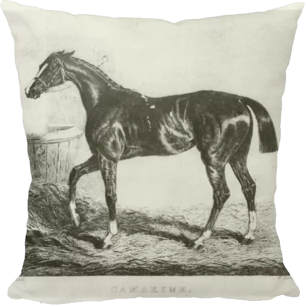 Camarine, foaled 1828 (b  /  w photo)