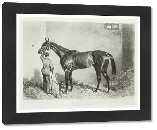 Newminster, foaled 1848 (b  /  w photo)