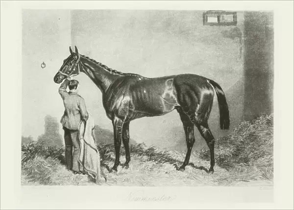 Newminster, foaled 1848 (b  /  w photo)