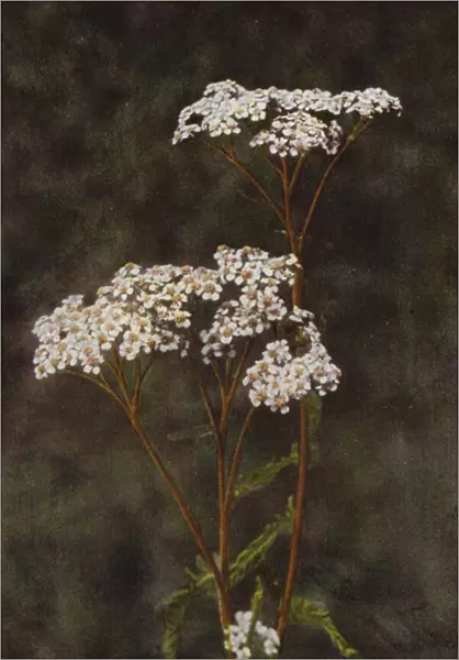 Wild flowers: Yarrow or Milfoil (colour photo)