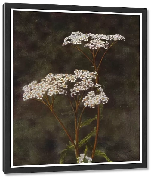 Wild flowers: Yarrow or Milfoil (colour photo)