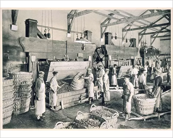 Collecting the grapes in baskets, from Le France Vinicole, pub. by Moet & Chandon, Epernay (photolitho)