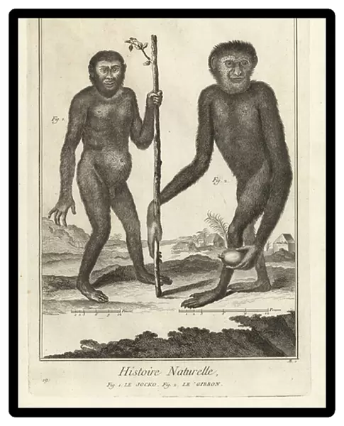 Endangered chimpanzee and gibbon. 1774 (engraving)