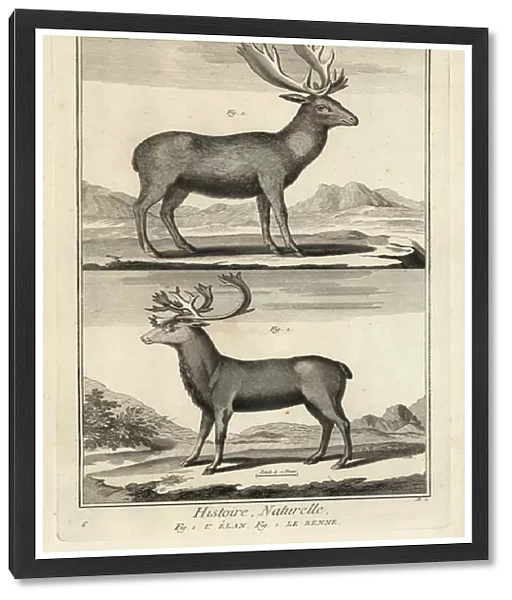 Elk and reindeer. 1774 (engraving)
