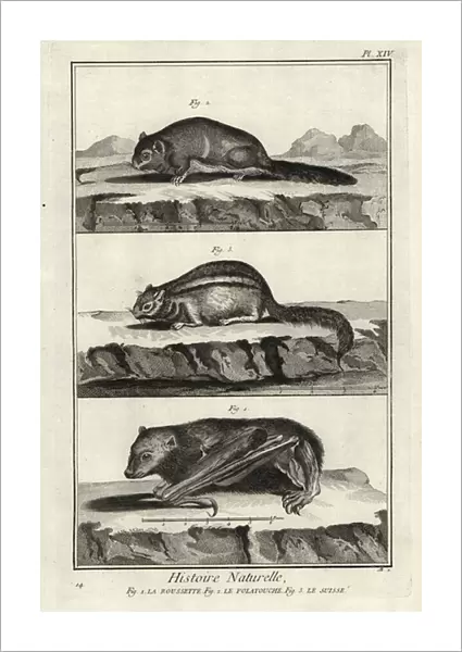 Madagascan rousette, Siberian flying squirrel and eastern chipmu, 1774 (engraving)