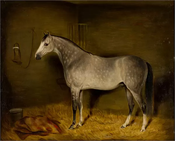 Arab Horse in a loose box, c. 1860 (oil on canvas)