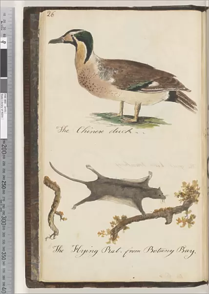 Page 26. The Chinese Duck;the Flying Rat from Botany Bay Glider possum, 1810-17 (w  /  c & manuscript text)