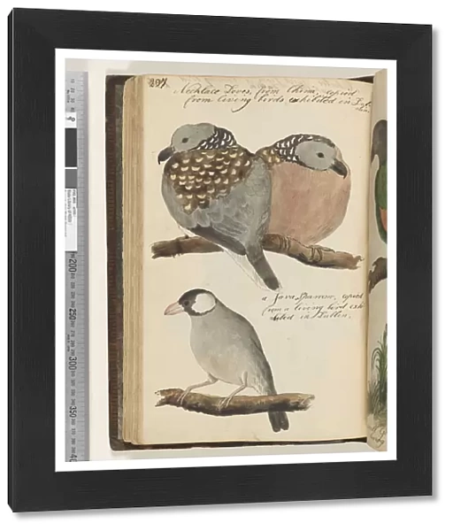 Page 297. Necklace Doves, from China, copied from living birds exhibited in Dublin;a Java Sparrow, copied from a living bird exhibited in Dublin, 1810-17 (w  /  c & manuscript text)
