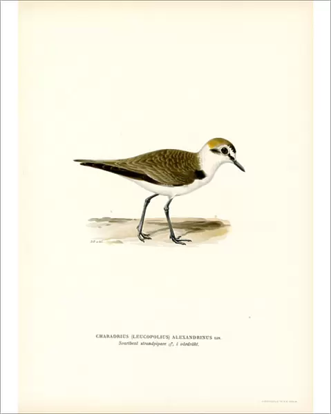 Kentish Plover (colour litho)