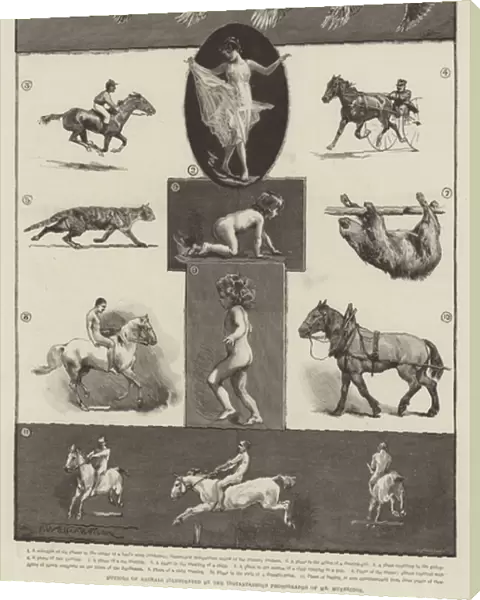 Motions of Animals illustrated by the Instantaneous Photographs of Mr Muybridge (engraving)