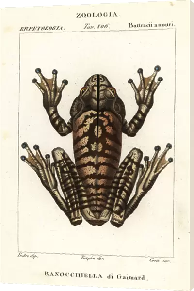 Blacksmith tree frog, Hypsiboas faber