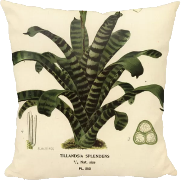 Flaming sword, Vriesea splendens (Tillandsia splendens). Chromolithograph from an illustration by B. Herincq from Edward Steps Favourite Flowers of Garden and Greenhouse, Frederick Warne, London, 1896