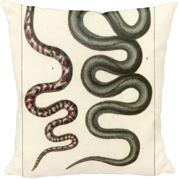Ring-necked spitting cobra, Hemachatus haemachatus 1, and Martinique lancehead, Bothrops lanceolatus 2