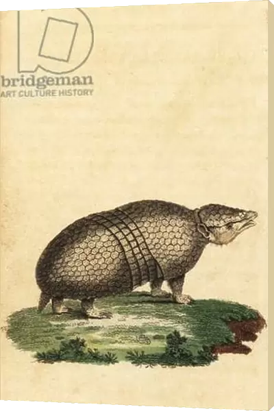 Brazilian three-banded armadillo, Tolypeutes tricinctus, 1800 (engraving)