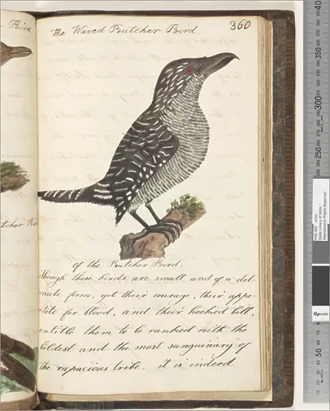Page 360. The Waved Butcher Bird, 1810-17 (w  /  c & manuscript text)