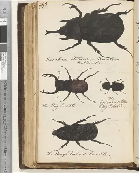 Page 445. Scarabaeus Actaeon, or Brazilian Bullcomber;the Stag Beetle;the Interrupted Stag Beetle;the Rough Indian Beetle, 1810-17 (w  /  c & manuscript text)