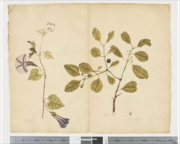 F. 24 Ipomoea congesta;Elaeodendron curtipendulum, c. 1790-95 (w  /  c & ink on paper)