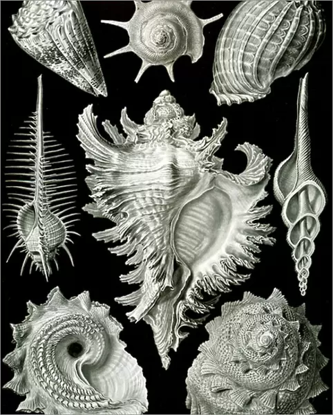 Examples of Prosranchia - shells from a variety of prosobranch gastropods, from Kunstformen der Natur, 1899 (colour litho)