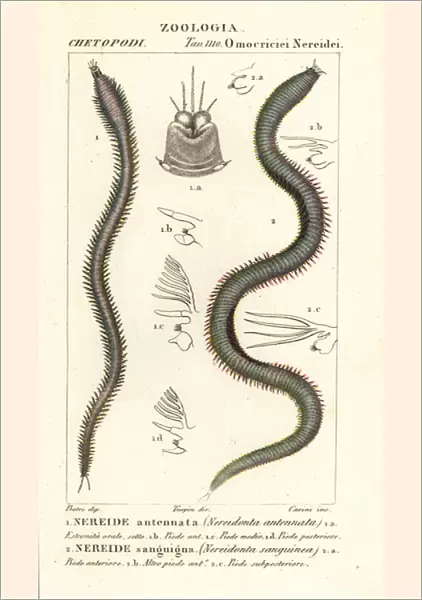 Leodice antennata, Nereidonta antennata 1, and Eunice sanguinea, Nereidonta sanguinea 2