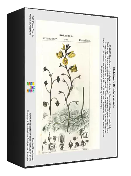 Bladderwort, Utricularia vulgaris
