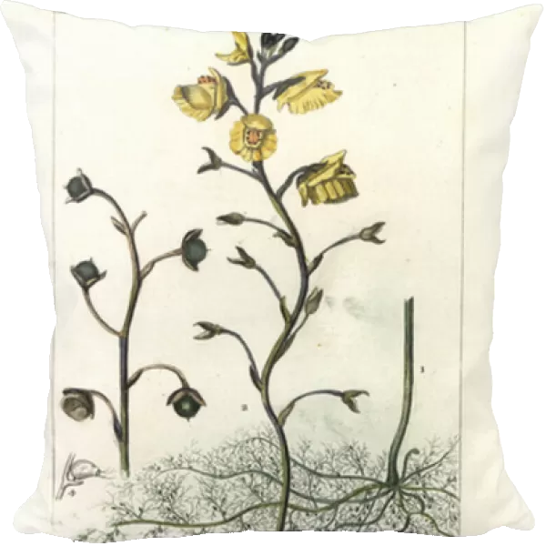 Bladderwort, Utricularia vulgaris